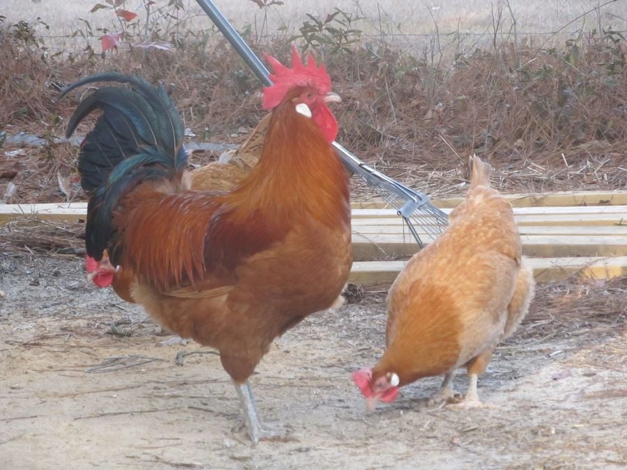 Chicken Breed Focus - Catalana | BackYard Chickens - Learn How to Raise  Chickens