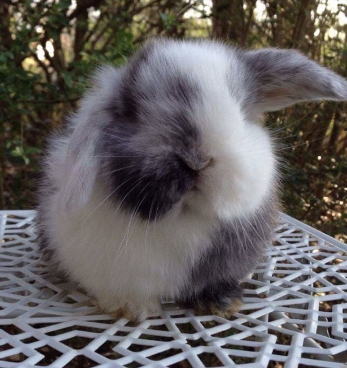 magpie harlequin rabbit