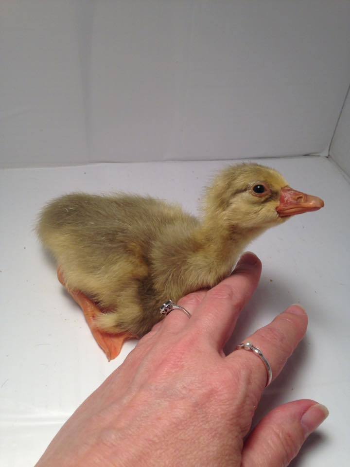 Goslings: Sebastopol - My Pet Chicken