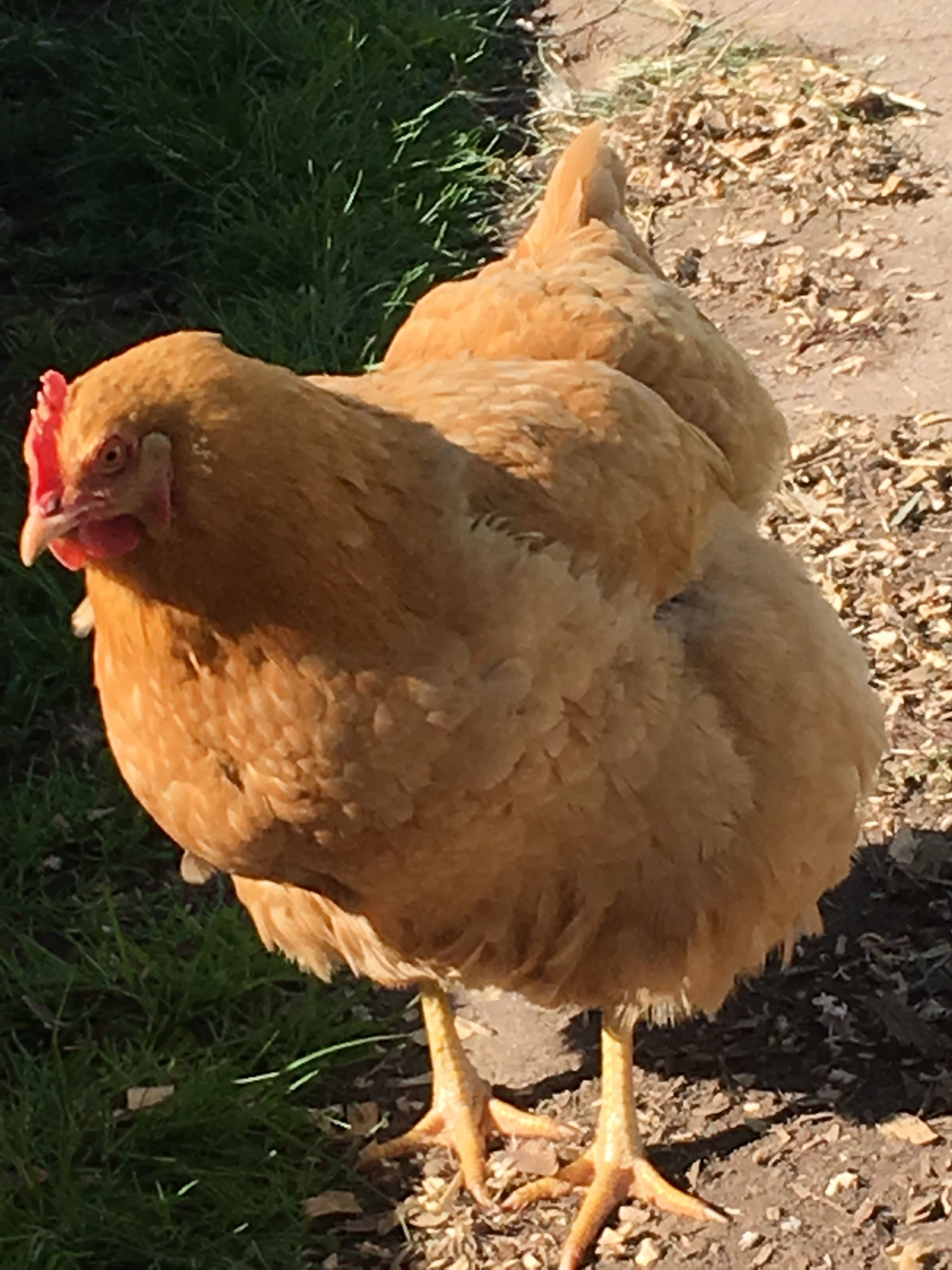 Buff rock or buff orpington? | BackYard Chickens - Learn How to Raise  Chickens