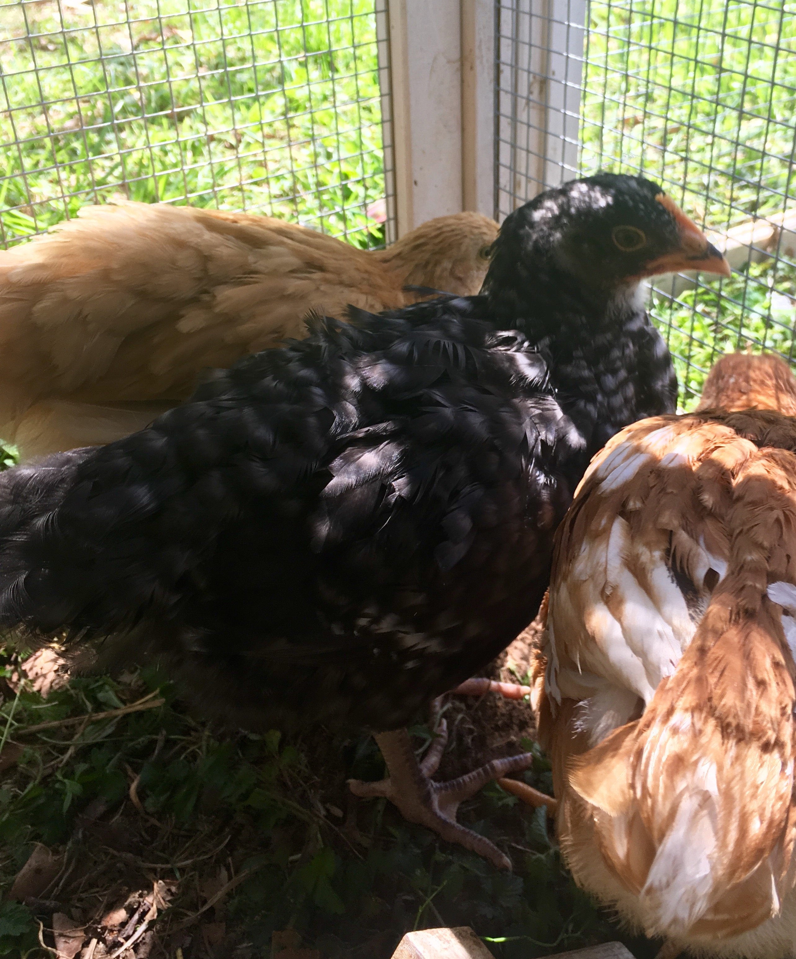 6 Week Old Cuckoo Maran Pullet Or Cockerel Backyard Chickens Learn How To Raise Chickens