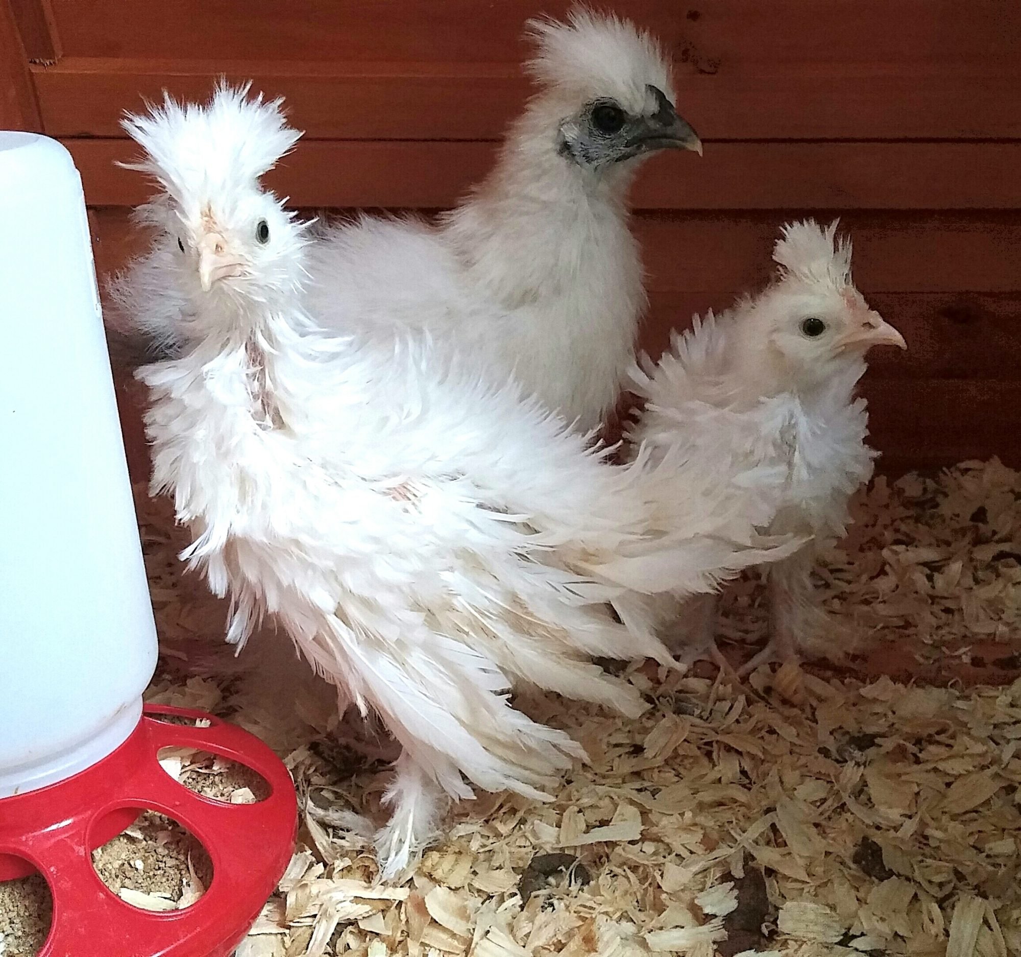 Sexing Silkies And Frizzle Feather Polish Sultans