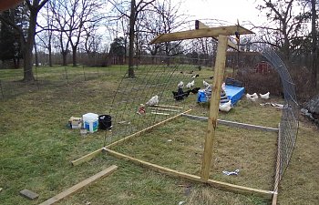 Mo's Cattle Panel Hoop Coops | BackYard Chickens