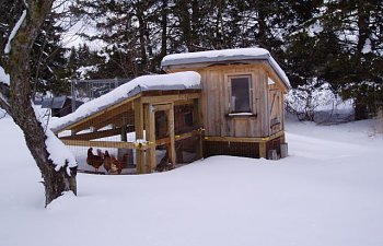 Coop In The Winter Backyard Chickens