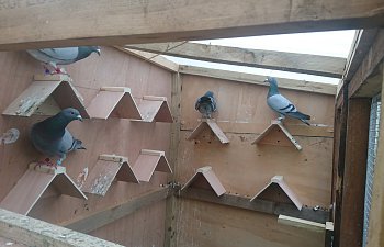 Pigeon Loft Build Backyard Chickens