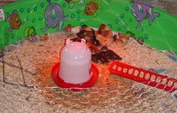 Redturtles Chicken Brooder
