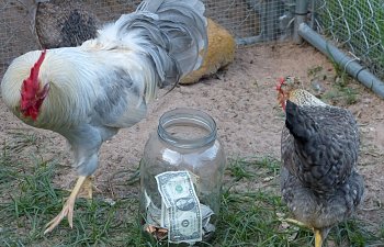 Making Money with Chickens - Yes, you can!