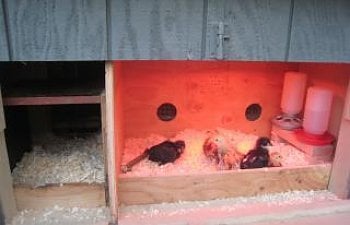 Feathereds Brooder In Coop