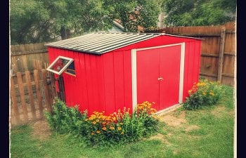 Converted Backyard Tin Shed Chicken Coop