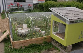 From Dog House to Chicken Coop