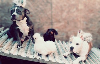 Introducing Your Dog To Chickens- Tips & Tricks