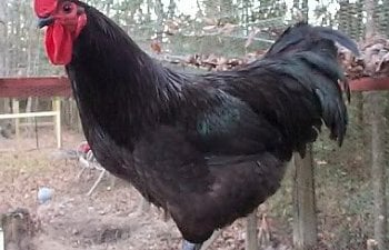 giant black chicken breed