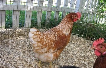 Golden Buffs Chicken Breed Information Pictures
