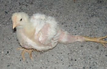 Leg, Foot and Toe Issues in Poultry of All Ages