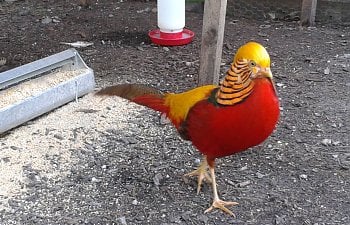 BEGINNERS GUIDE FOR THE RED GOLDEN PHEASANT (PIC HEAVY) WITH MUTATION PICS