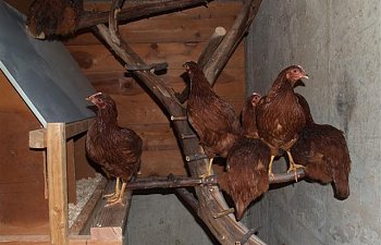 Jinxschuhs Chicken Coop