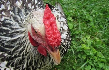 All About Chicken Combs Single Pea Rose V Shaped Etc | BackYard Chickens -  Learn How to Raise Chickens