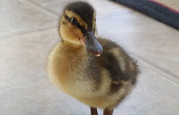 How To Raise Ducks For Meat, Eggs, Companions ❤
