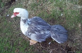 Common Muscovy Health Problems