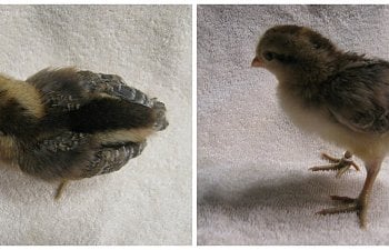 Cream Legbars - from chick to adult