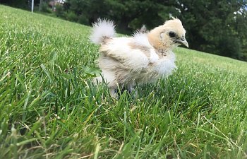 Meet the Chicks!