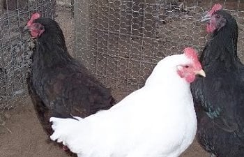 Jersey Giants - Chicken Breed Information | BackYard Chickens - Learn How  to Raise Chickens
