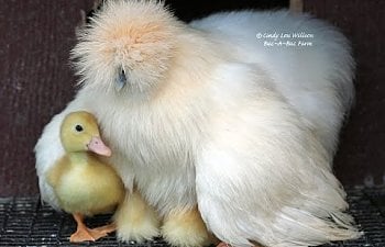 Everything you need to know about: SILKIES!