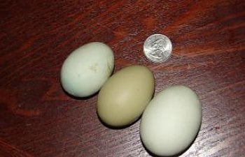 4439_2_small_green_eggs_and_a_normal_green_egg_9-20_003.jpg