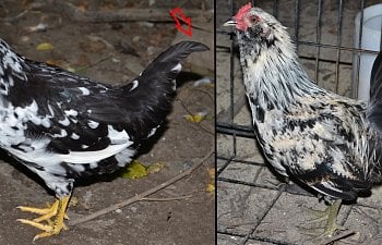 misleading pullet tail feathers mash up for chicken ID article.jpg