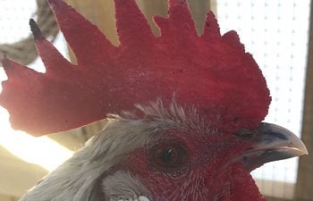 Helping your chickens get through frostbite and what to do