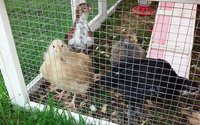 chickens first nite out apr27.jpg