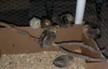 How To Raise Baby Chicks: The First 60 Days Of Raising Baby Chickens