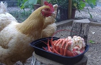 Articles by Buff Hooligans | BackYard Chickens - Learn How to Raise Chickens