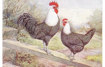 Improved Campines by Willis Van Dewalker, American Poultry Advocate, March 1914