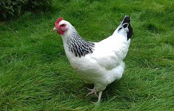 10 Interesting Facts About Chickens