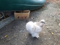 Silkie Jersey Giant cross breeds! | BackYard Chickens - Learn How to Raise  Chickens