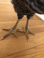 chicktoe.jpg