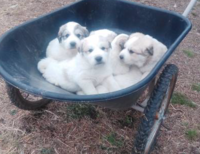 barrel of pups.png