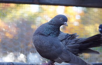 Basic Pigeon Care - Feeding And Housing