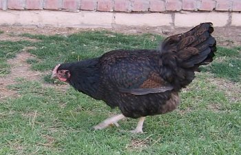Chickens-adults009.jpg