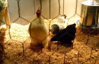 48739_white_banty_rooster_and_his_girls.jpg