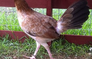 Pure American Game Fowl | BackYard Chickens - Learn How to Raise Chickens