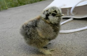 Easter Hatch Cutest Chick Pics
