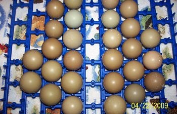 478_eggs_pheasant_bobwhite_010.jpg