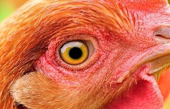 Information on Chicken Eyesight