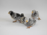 5-11-18, Silver Lace Orphington Chicks (9).JPG
