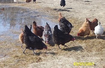 Pecking Canabalism And Egg Cleaning Faq