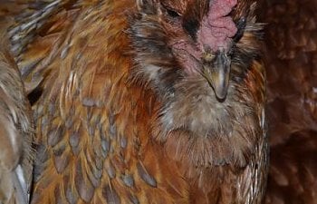 Kristin's Chickens: The Oldies
