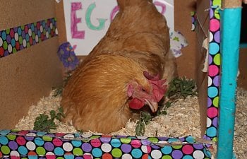 Nest Box Aromatherapy