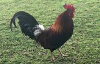 Rooster Attacks You or Your Kids?  5 Tips!